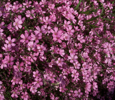 Gypsophila repens 'Rosa Schonheit' 